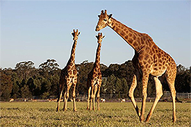 Giraffes at Taronga Western Plains Zoo
